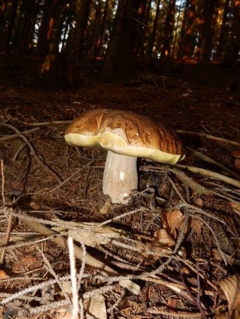 O čem se nediskutuje?